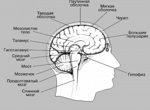 Struktura-golovnogo-mozga-cheloveka