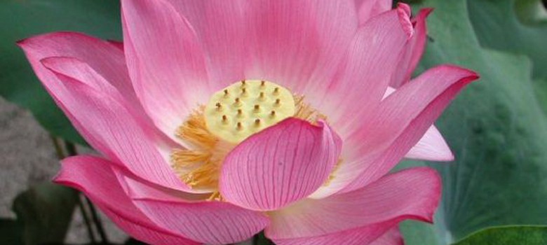 lotus-flower-13_20130718-013502_1