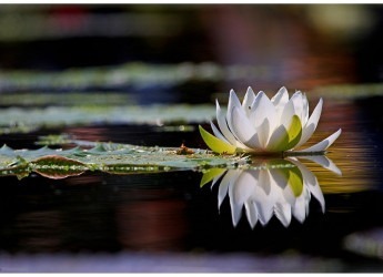 waterlily5