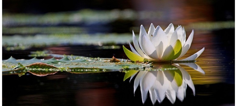 waterlily5